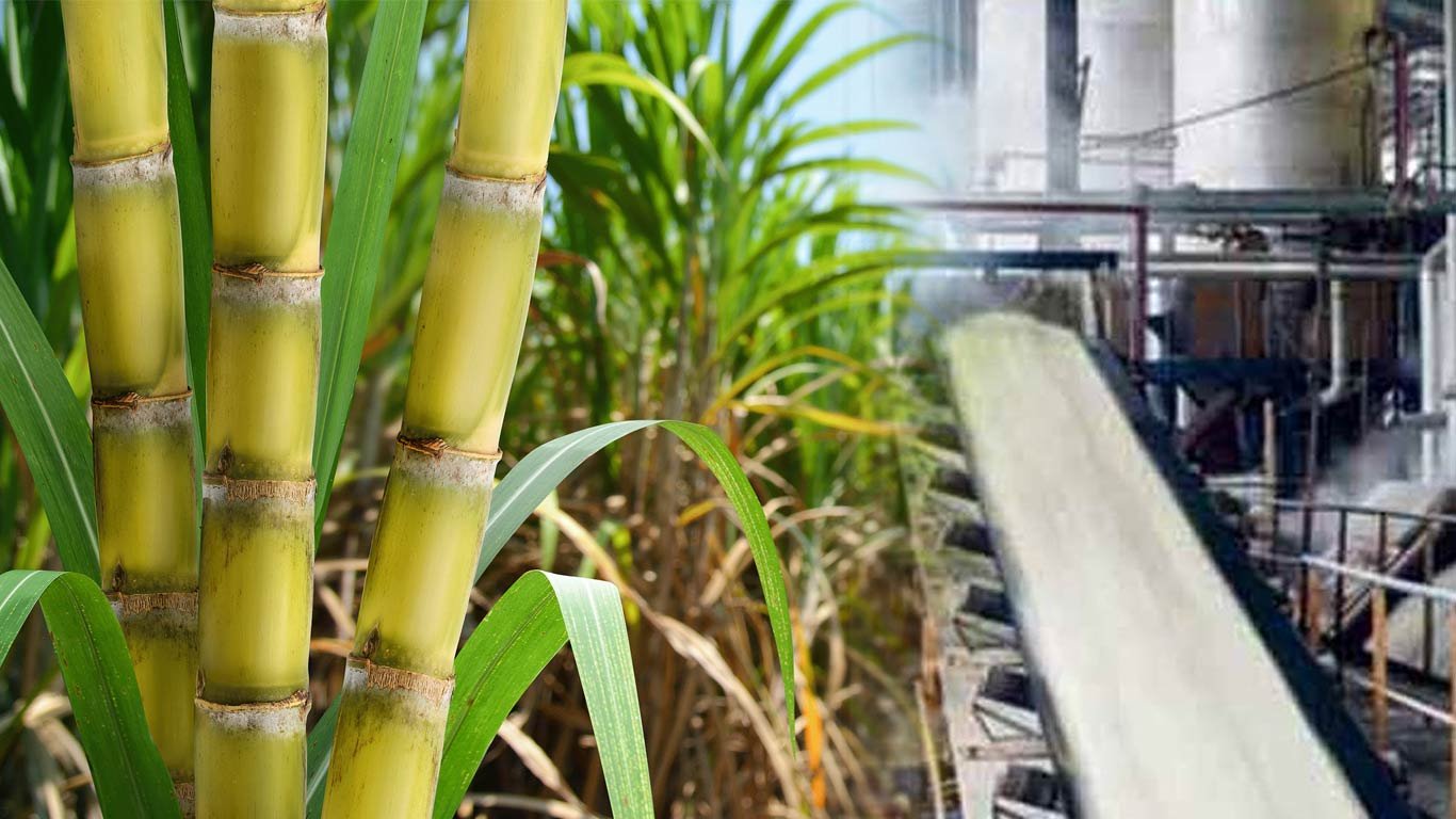 Agro Farm Sugar Processing Facility